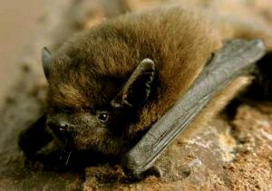Pipistrello nano 
